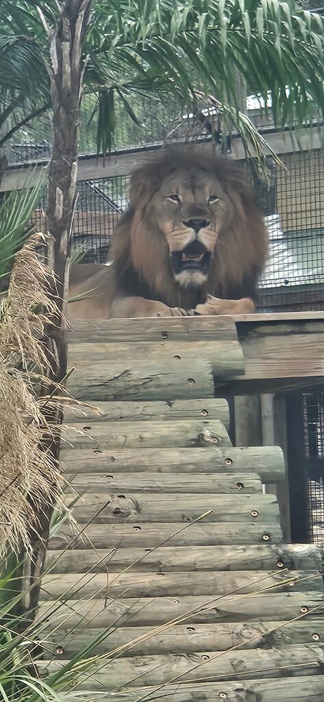 image of a lion from stone zoo field trip