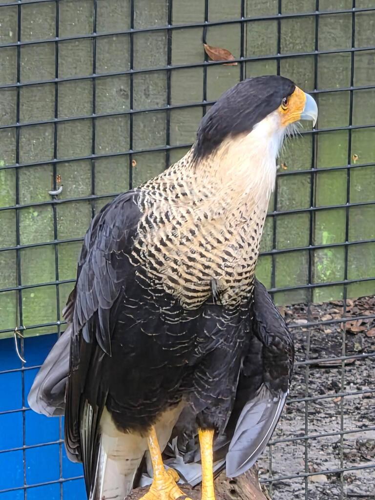 image of a bird  from stone zoo field trip