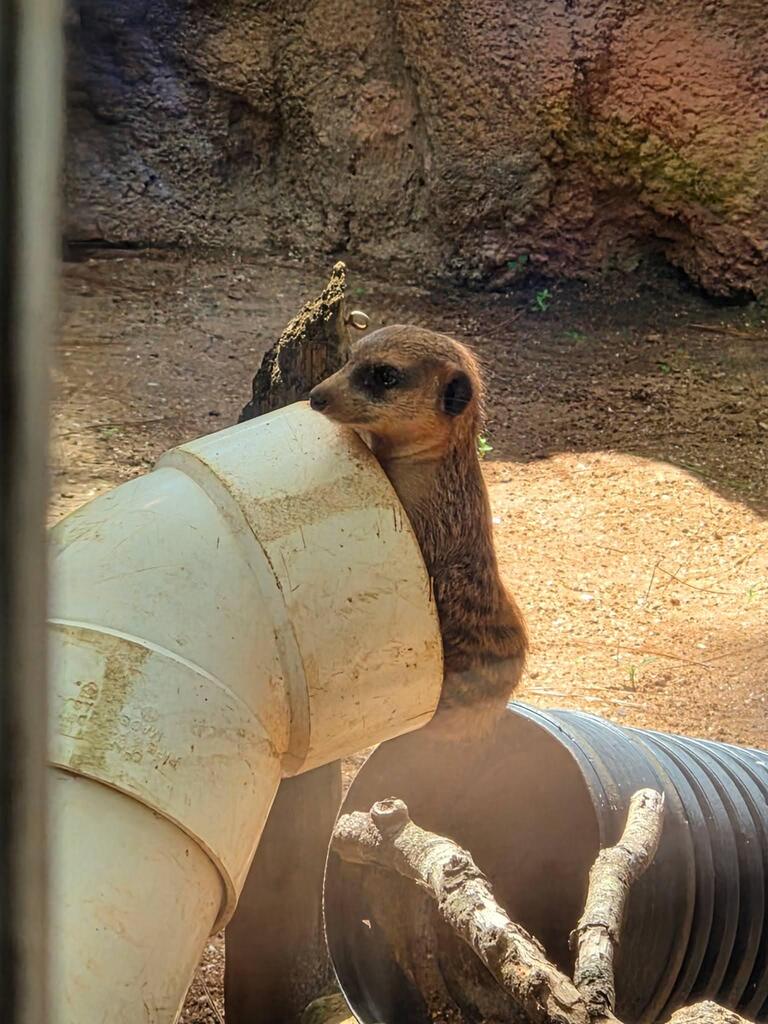 image of a meerkat from stone zoo field trip