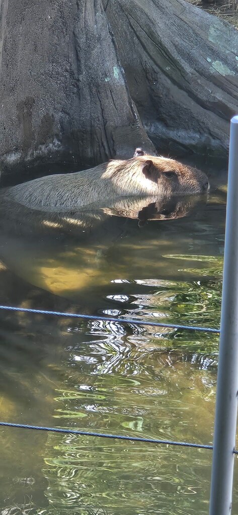 image of a capybara from stone zoo field trip