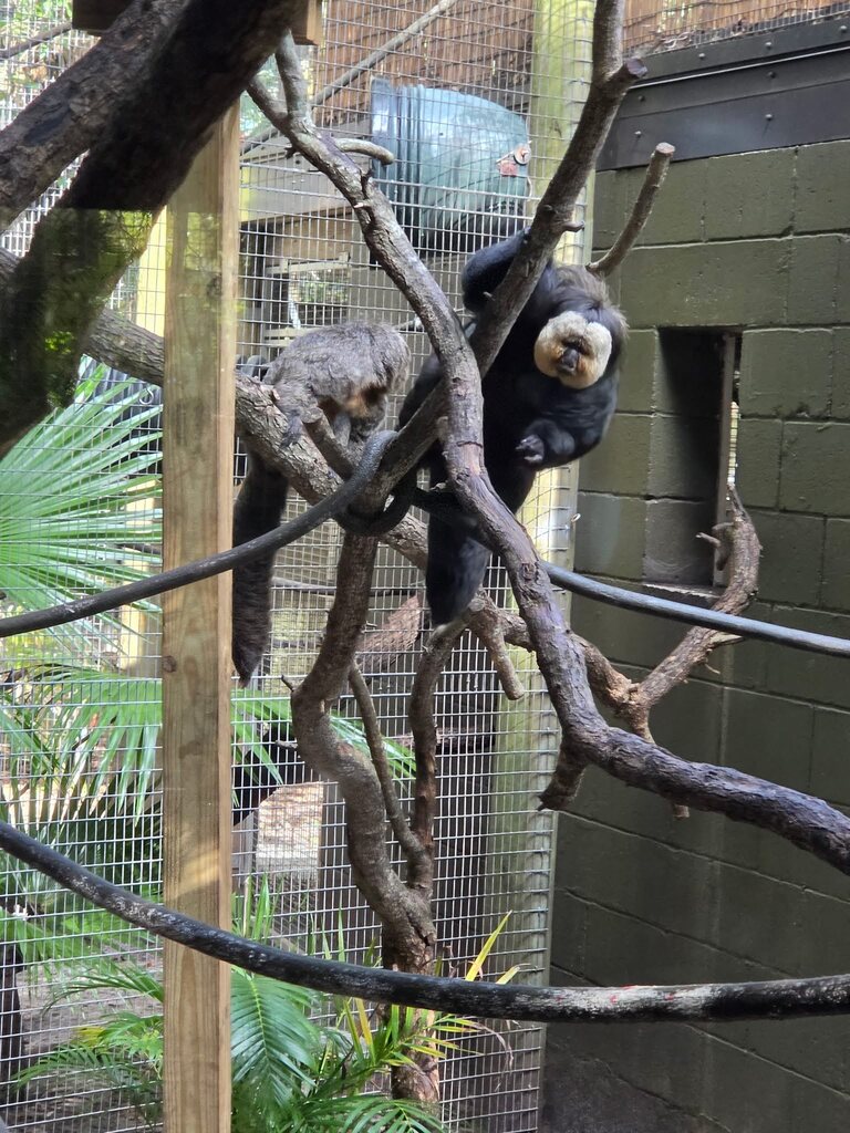 image of a monkey from stone zoo field trip