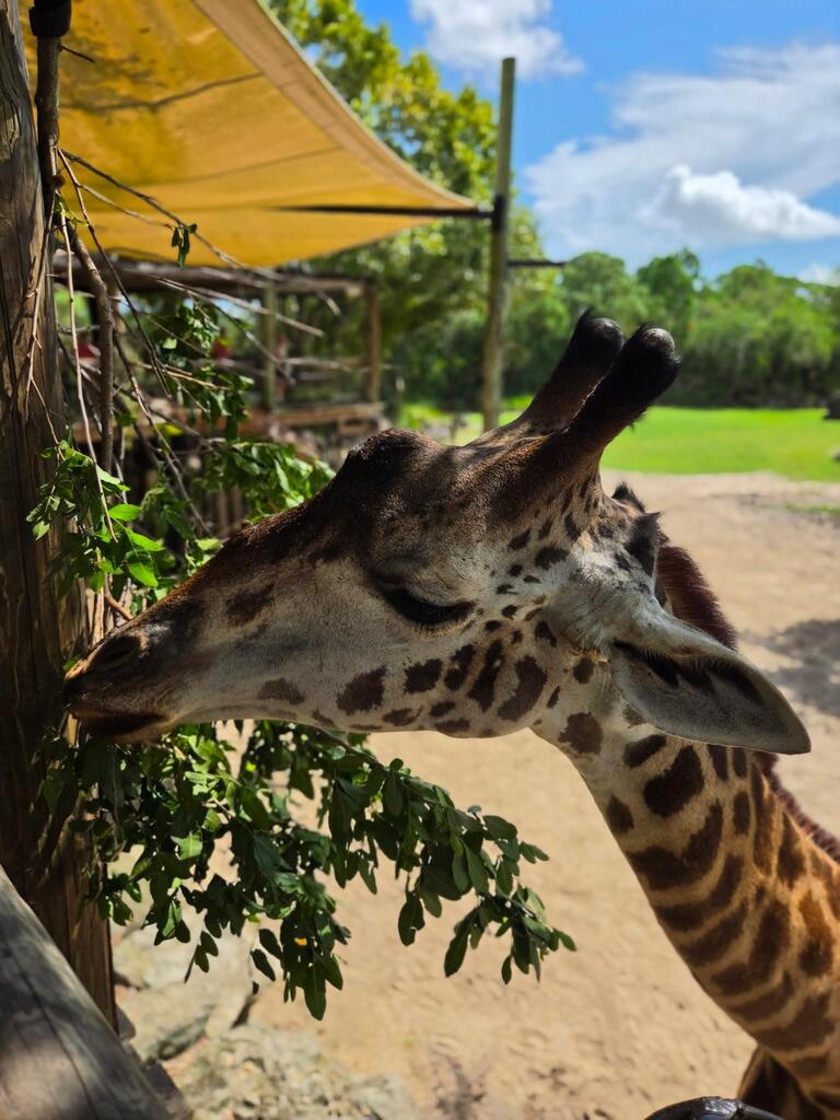 image of a giraffe from stone zoo field trip