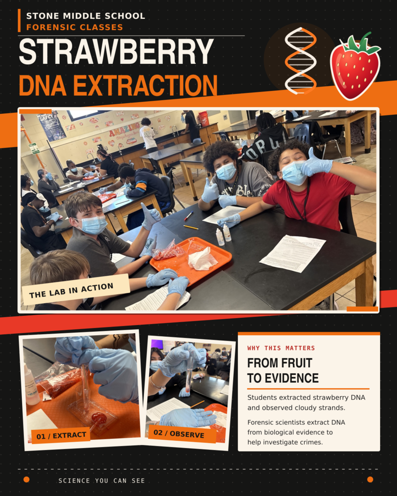 images of students completing strawberry dna extration and the words from fruit to evidence.  Students extracted strawberrry DNA and observed cloudy strands.  Forensic scientists extract dna from biological evidence to help investigate crimes. 