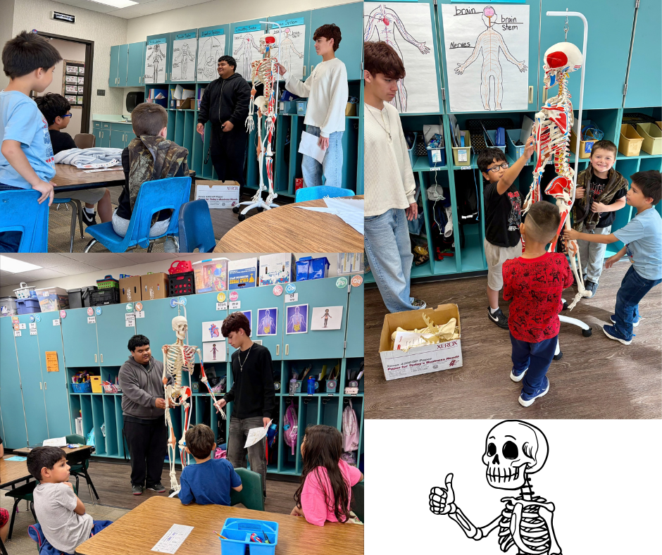 High school students use a skeleton model to teach elementary students about the human body.