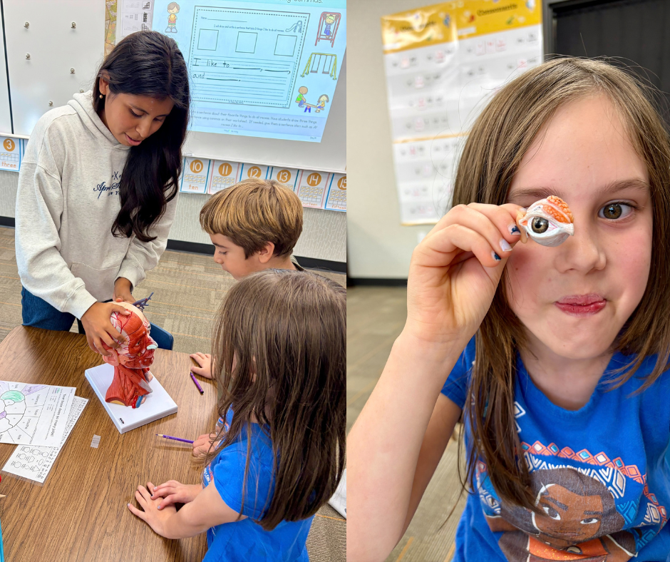 High school student demonstrates a human head anatomy model to two elementary students | Elementary student holds a small anatomical eye model beside her face while learning about the human body.