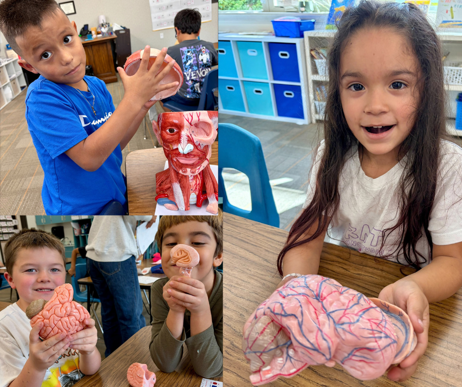 Elementary students hold anatomical brain and organ models during a hands-on human body lesson. | Elementary student in a blue shirt explores a removable section of a human head anatomy model.