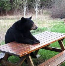 Bear