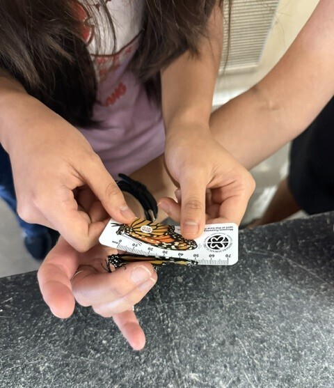 Butterflies measured at BRMS