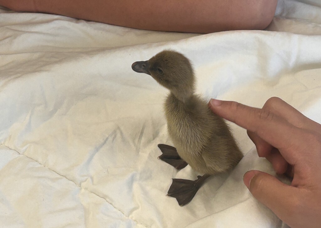 ducks 6 at ms