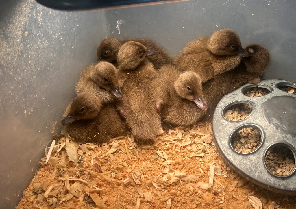 ducks at ms 8
