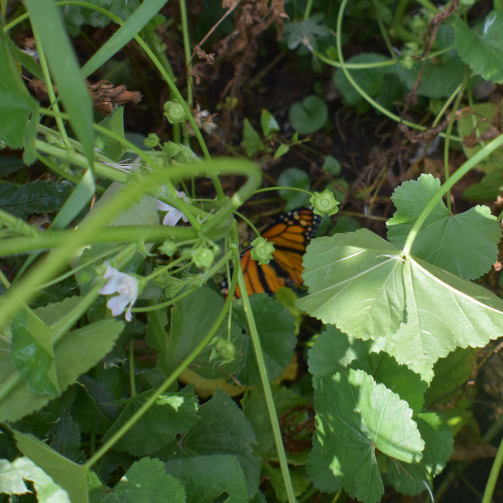 4KButterfly6