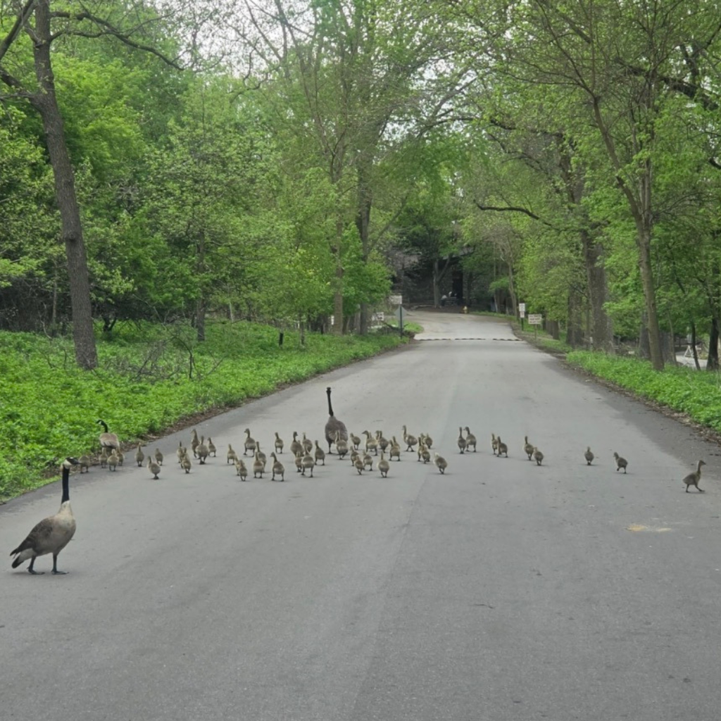 Bay Beach Wildlife Sanctuary5