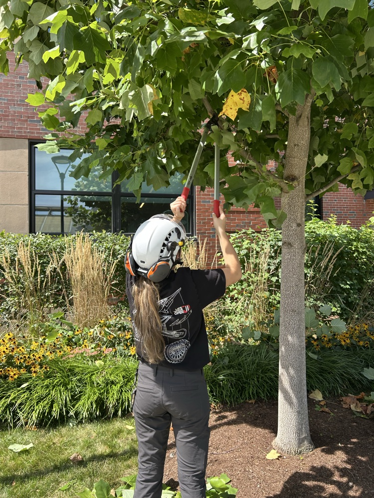 Arboriculture seniors