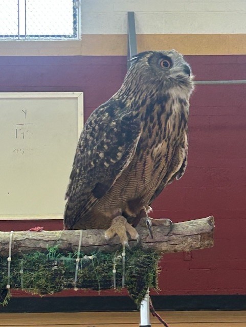 Large owl with mottled brown and tan feathers perched on a wooden stand covered in greenery inside a school gym.