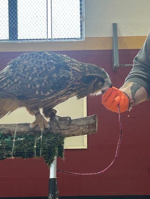 Large owl perched on a wooden stand leaning toward a handler’s orange-gloved hand during a demonstration in a gym.
