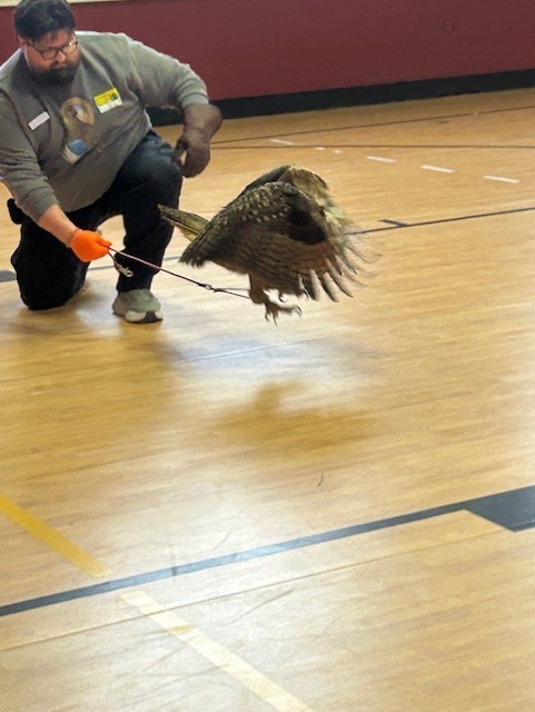 Handler kneeling on a gym floor as a large owl flies low on a tether, wings extended.
