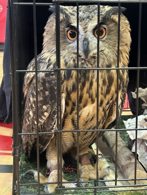 Close-up of a large owl inside a black pet carrier, orange eyes visible through the bars.