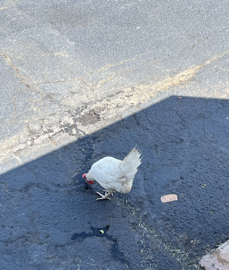Bus Loop Chicken