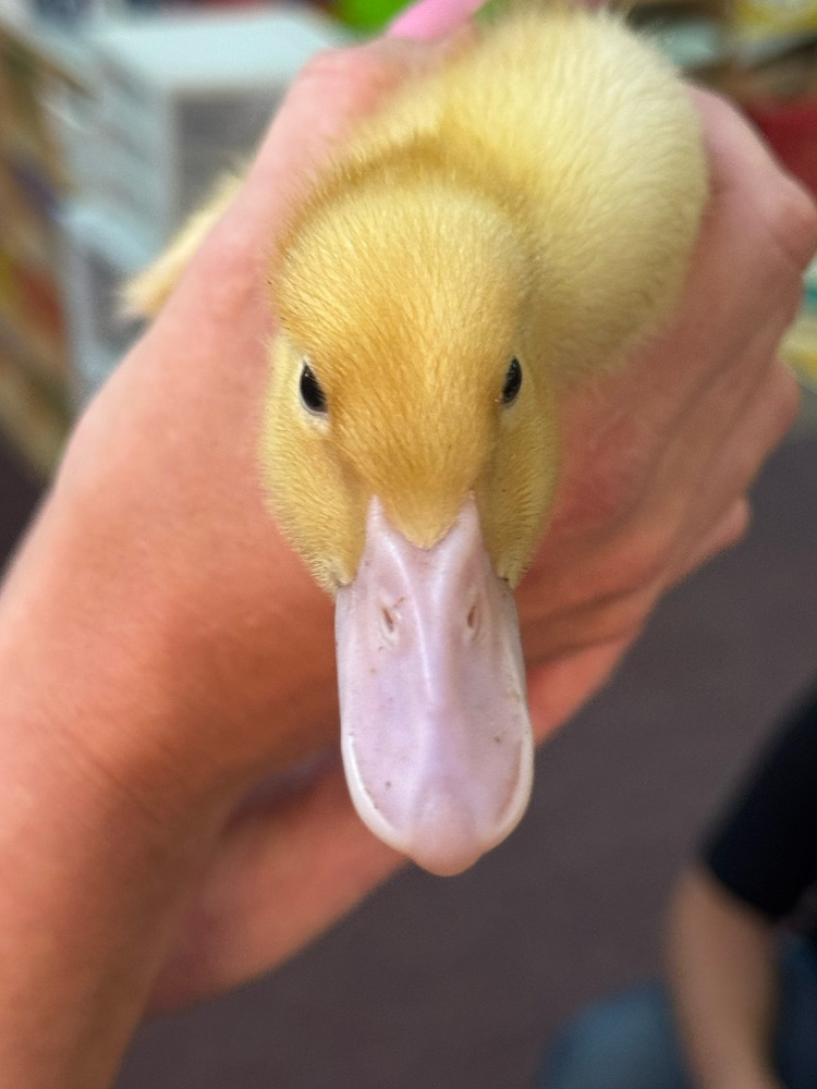 🦆