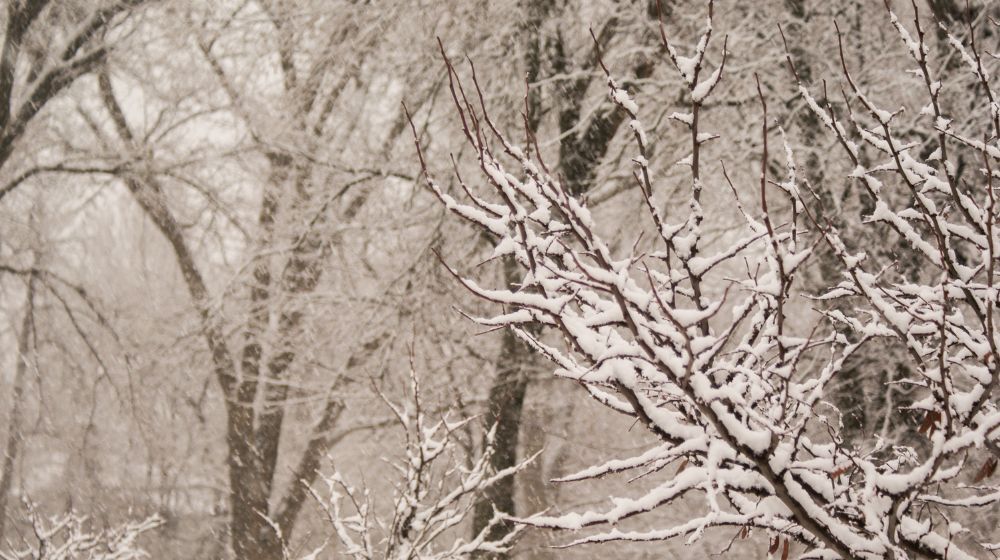 Picture of trees with snow on them.