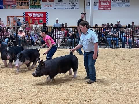 boy and a pig