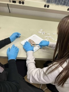 Dissections
