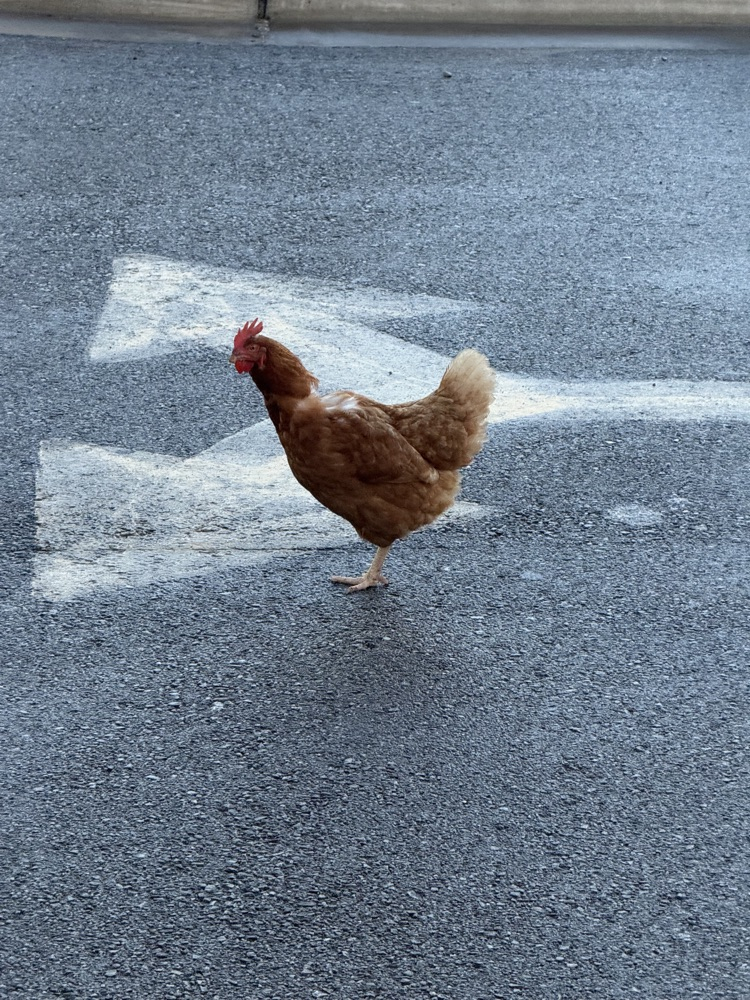 Chicken