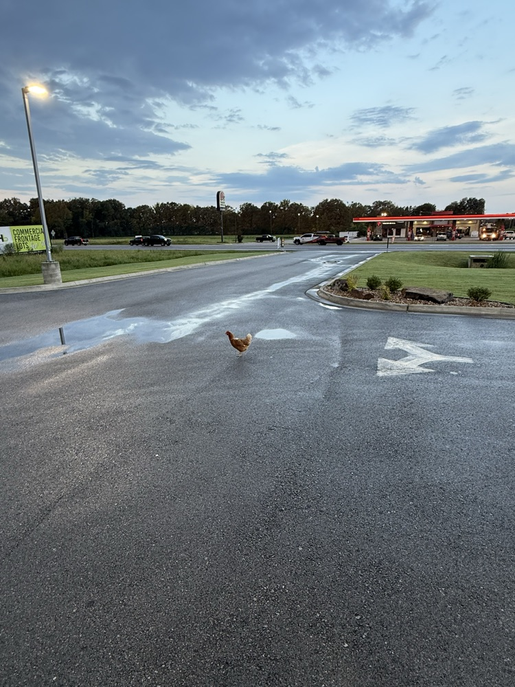 Chicken