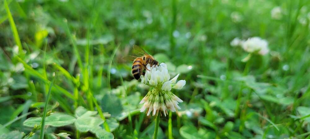 bee on flower