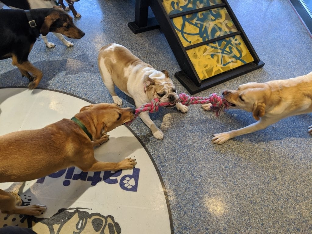 three dogs playing tug of war