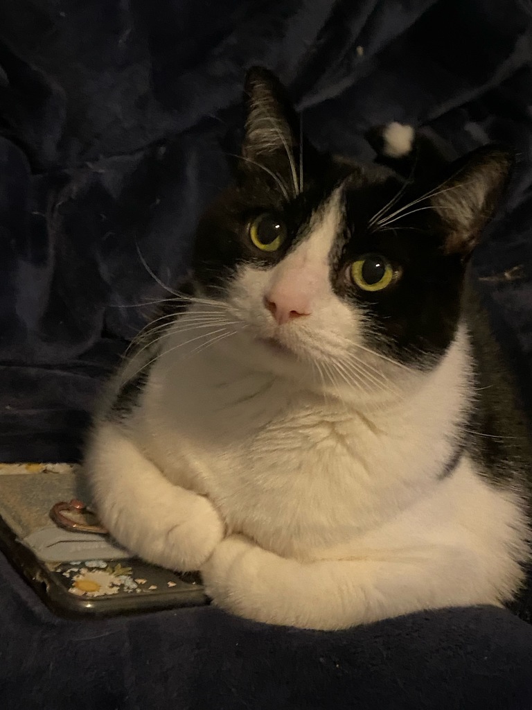 Boo Kitty texting friends