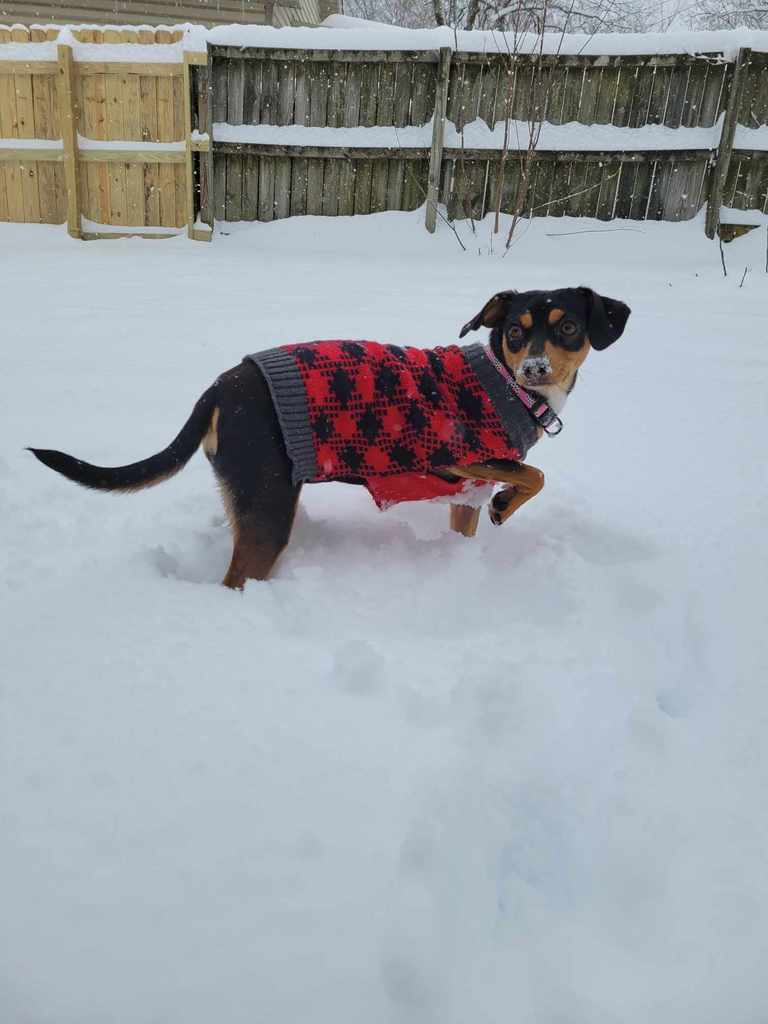 Moxxie in the snow
