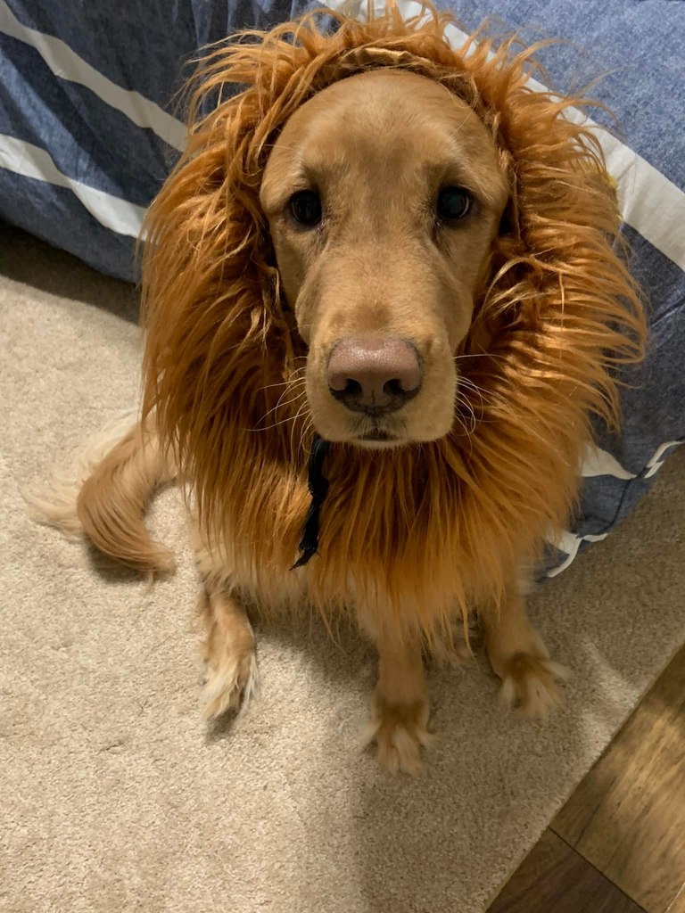 Dog dressed as lion