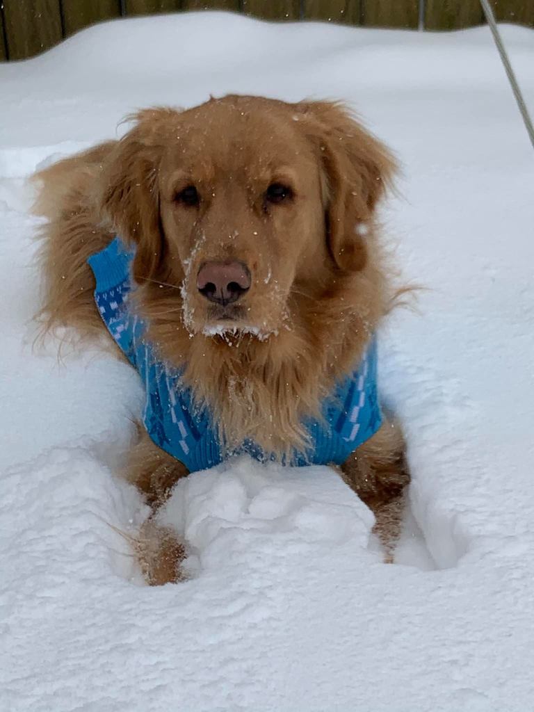 Golden Retriever in snow