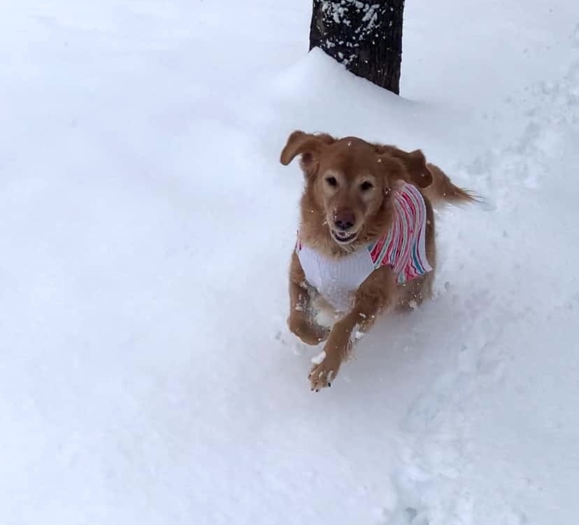 Golden Retriever in snow