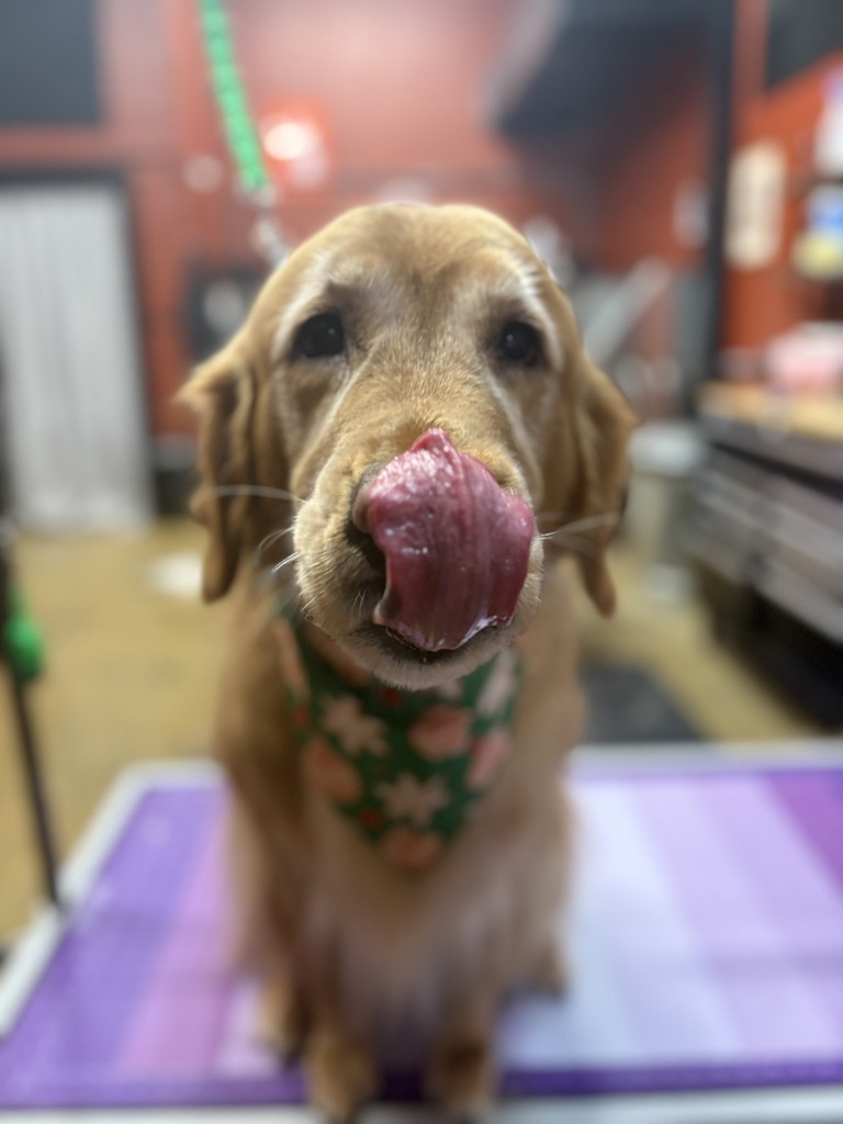 bonnie getting groomer