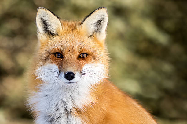 image of a fox staring into the camera.