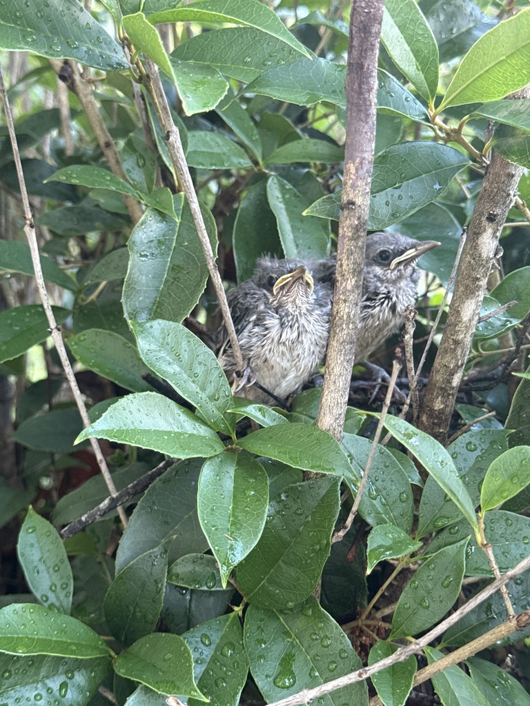 baby birds