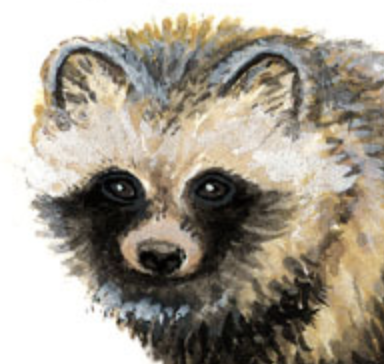old raccoon