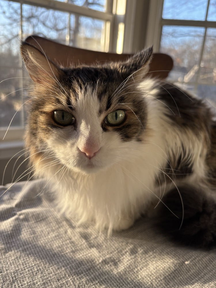 cat enjoying sunshine