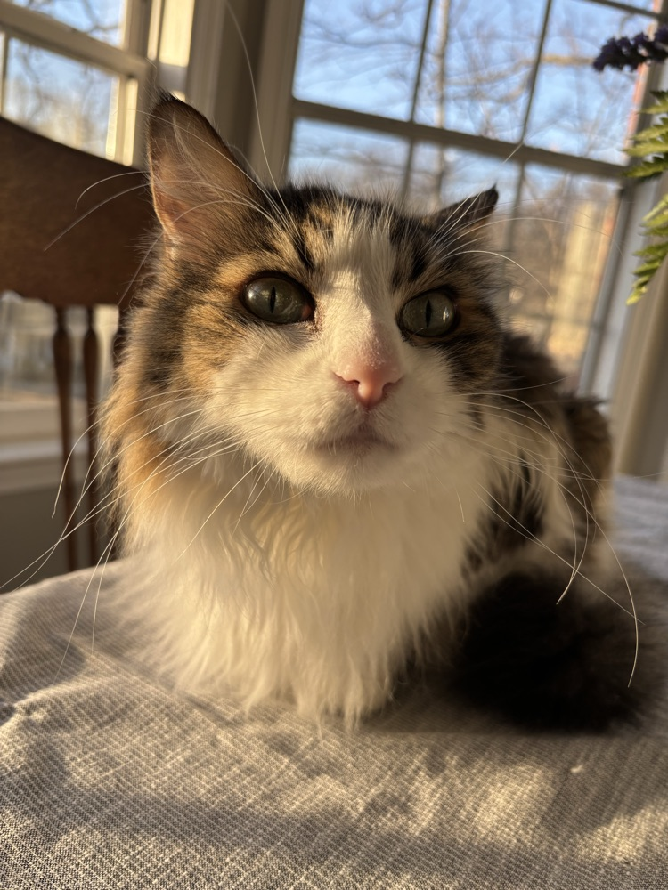 Mr. waffles enjoying some sunshine