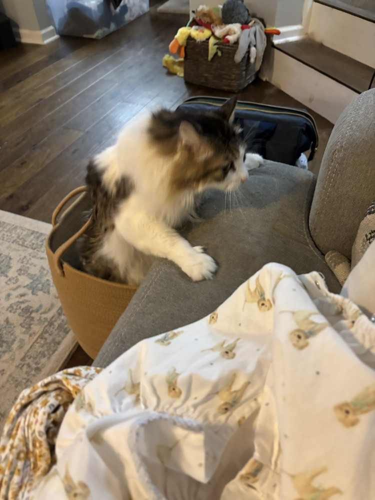 cat regretting decisions