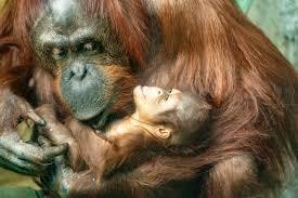 An adult orangutan holds a young orangutan in its arms. The mother has brown fur.