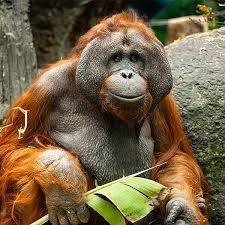 An orangutan sits on a rock, holding a green leaf, with a blurred tree trunk and rock behind.