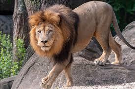 A lion with a mane walks across rocks. Behind is a tree trunk with some plants.