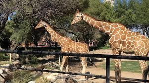 Two giraffes stand near a fence in a zoo. Trees surround them. The ground has small rocks.