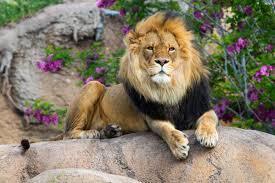 A male lion rests on a rock, facing forward. It has a golden-brown mane, a white patch on its chest, and a black tail tip.