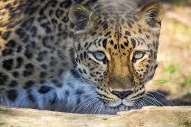 Leopard lying in a shaded area, resting on a log, with a focused expression and blue eyes.