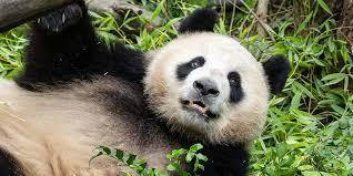 A panda bear lies on its back, paws raised in the air, amidst dense greenery.