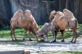 Four camels on a concrete platform, with two adult camels and one young camel feeding near a stone wall.